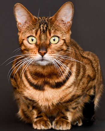 beautiful bengal kitten texas